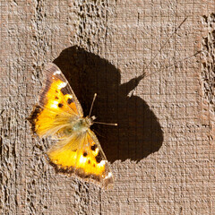 California tortoiseshell butterfly sunbathing on a barn wall. Bay Area, California, USA.