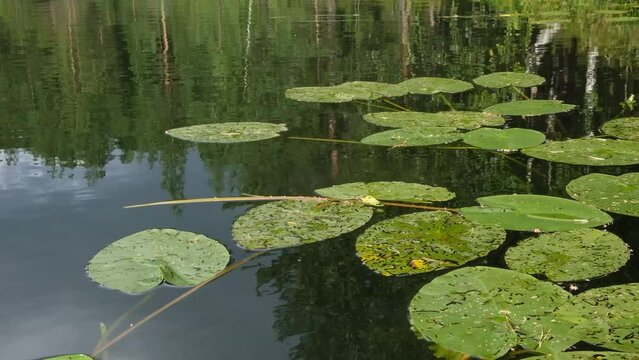 View of water lily in the lake in Karelia