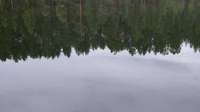 Throwing a stone into mirror lake, ripples on the water in Karelia