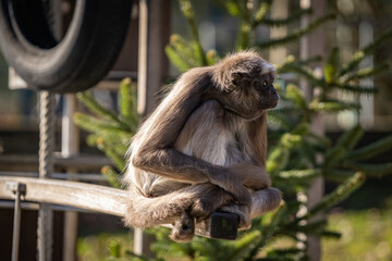 Monkey on a log