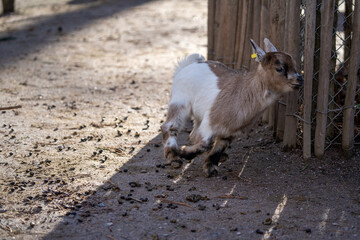 Naklejka na ściany i meble The Pygmy Goat