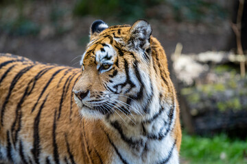 Fototapeta na wymiar The Siberian Tiger