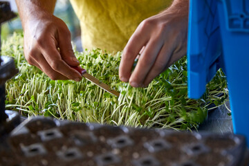 Close up image of male hands cutting and preparing fresh greens from the farm