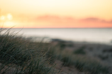 Beach grasses on pretty beach