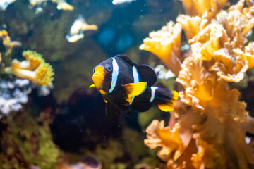 Fototapeta na wymiar The anemone fish
