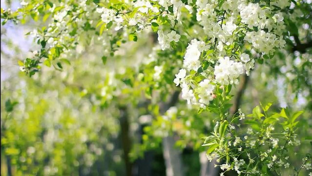 Blooming white apples tree flowers on sunny spring day