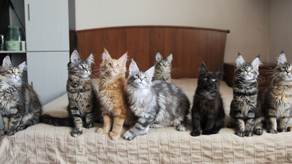 Funny Maine Coon kittens move their heads back and forth