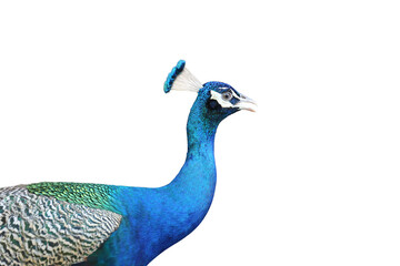 Close-up of Male Indian Beautiful blue Peacock. Portrait of a bird isolated on white background...
