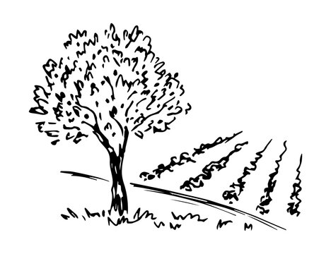 recommend clip art: Hand-drawn simple vector drawing in black outline. Olive tree harvesting. Growing organic products. Orchard, farm fields, nature, landscape.