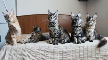 Funny Maine Coon kittens move their heads back and forth