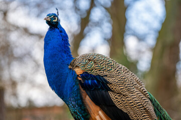 Fototapeta premium The proud peacock