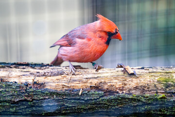 Bird in a German aviary