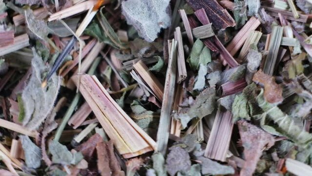 HD Mixture of healthy herbal Organic Dry Chai Tea full frame as background. Macro. Rotation.