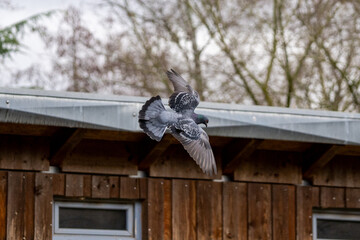 Fototapete bei efototapeten.de bestellen   