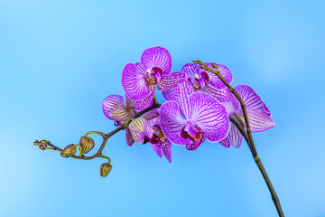 Orchid flower isolated on the blue background