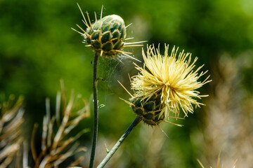 Thistle plant (Carduus) with yellow flowers
