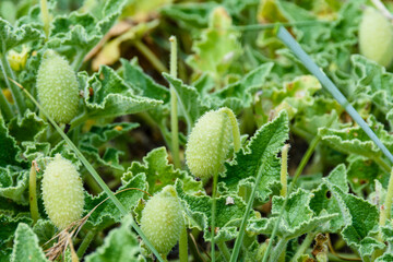 Exploding cucumber plant (ecballium elaterium) with the ripe fruits