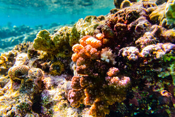 Colonies of the corals (Pocillopora) at coral reef in Red sea
