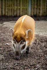 The african golden boar