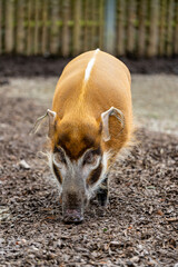 The african golden boar
