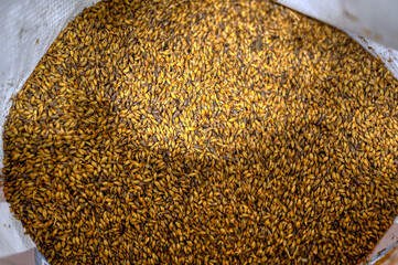 Wheat malt grains close up. Ingredient for brewing