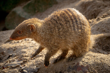 Small mongooses