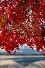 Fototapeta premium Fuji Mountain and Red Maple Leaves in Autumn Cloudy Day, Kawaguchiko Lake, Japan 