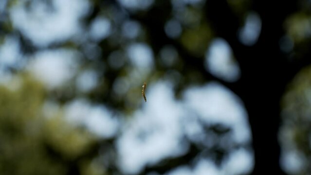 Tiny green inchworm hanging and spinning on invisible string with forestry area in background