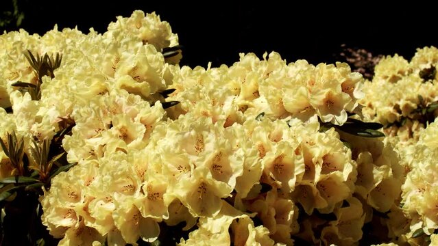 Yellow rhododendron flower blooming and bumblebee fly around, motion shot