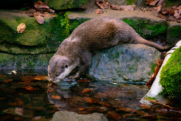 Drinking otter