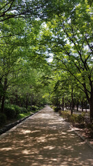 Fototapeta premium Park, spring, summer, forest, lake