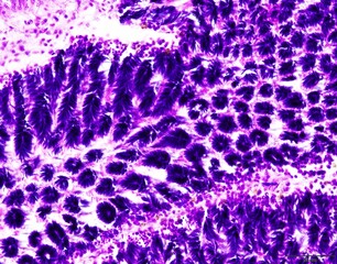 Animal tissue samples under the microscope in Lab.