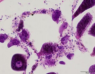 Animal tissue samples under the microscope in Lab.