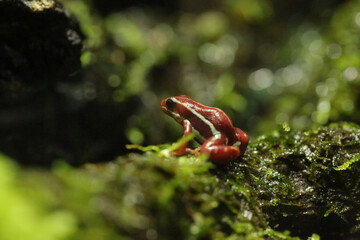 The orange and white phantasmail poison frog is in the humid forest ready to hunt.