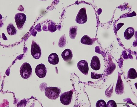 Animal tissue samples under the microscope in Lab.