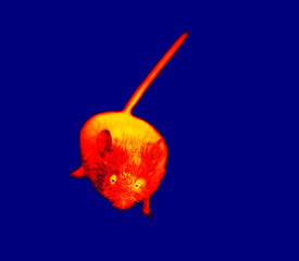 A gray mouse with big eyes in close-up. A rodent on a blue background. Illustration of thermal image