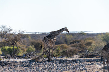 Angolan Giraffes - Giraffa giraffa angolensis- eating from the bushes on the plains of Etosha national Park in Namibia.