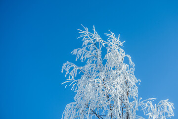 Snow covered trees against clear blue sky. Winter nature background.