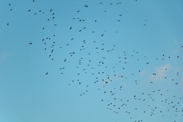 Low angle shot of a flock of birds flying in a blue clear sky