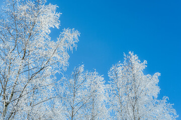 Snow covered trees against clear blue sky. Winter nature background.