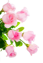 beautiful bouquet of pink roses flowers isolated on white background