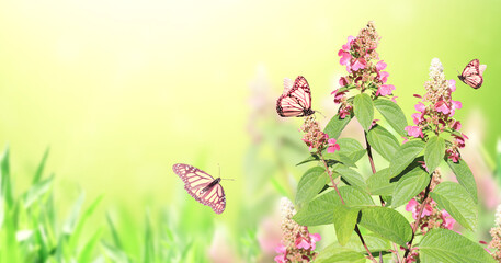 Sunny spring background with pink flowers and three Monarch butterfly. Horizontal summer banner...