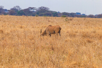 Fototapeta premium Common eland (Taurotragus oryx), also known as the southern eland or eland antelope, in Tarangire National Park, Tanzania