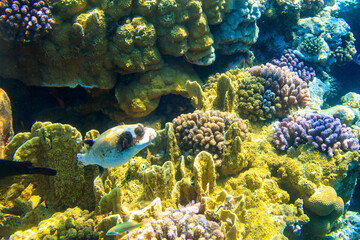 Naklejka na ściany i meble Masked puffer (Arothron diadematus) on coral reef in the Red sea in Ras Mohammed national park, Sinai peninsula in Egypt