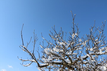 青空に枝に積もった新雪