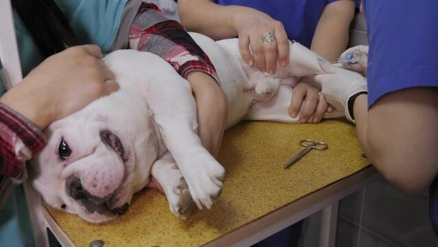 A veterinarian installs an intravenous catheter for a dog in a vet clinic. A sick dog is given injections in the hospital.