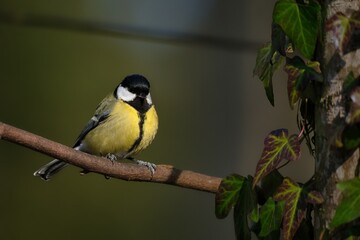 Great tit sits on a branch