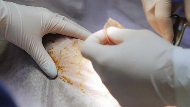 Close-up vet doing the operation for sterilization. The cat on the operating table in a veterinary clinic. Cat on surgical table during castration in veterinary clinic.