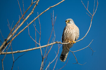 Kestrel tries to spot and catch prey