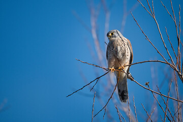 Kestrel tries to spot and catch prey